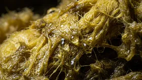 Moisture and sagging glasswool